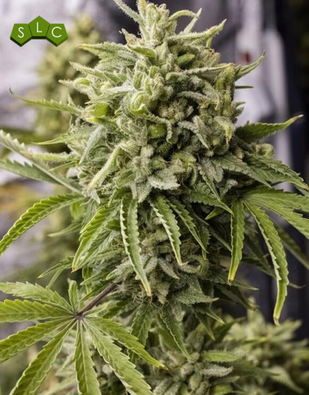 Bubba Kush Auto - Regalos con tu Compra