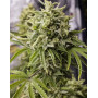Bubba Kush Auto - Regalos con tu Compra