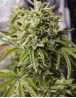 Bubba Kush Auto - Regalos con tu Compra