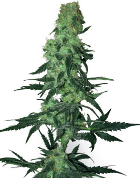 Amnesia White Regular