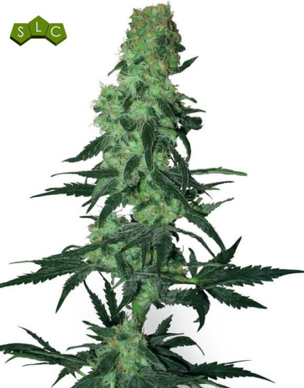 Amnesia White Regular