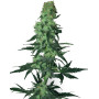 Amnesia White Regular