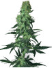 Amnesia White Regular