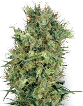 Cali Orange Bud Regular