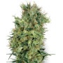 Cali Orange Bud Regular