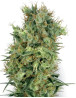 Cali Orange Bud Regular