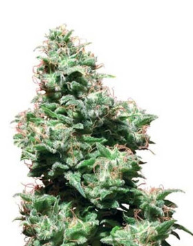 Kali Haze Regular