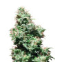 Kali Haze Regular