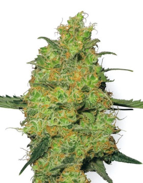 Master Kush Regular