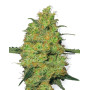 Master Kush Regular