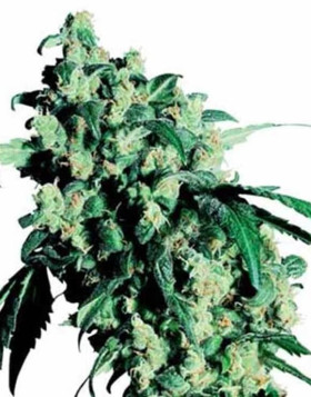 Skunk Regular - Comprar Ahora