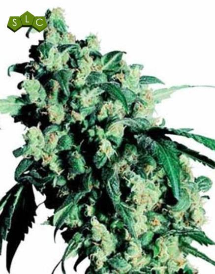 Skunk Regular - Comprar Ahora