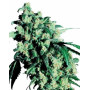 Skunk Regular - Comprar Ahora