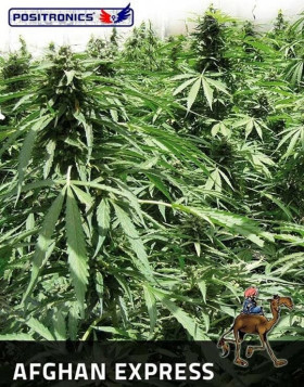 Afghan Auto - Semillas Marihuana Express - SemillasLowCost