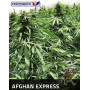 Afghan Auto - Semillas Marihuana Express - SemillasLowCost