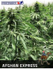 Afghan Auto - Semillas Marihuana Express - SemillasLowCost