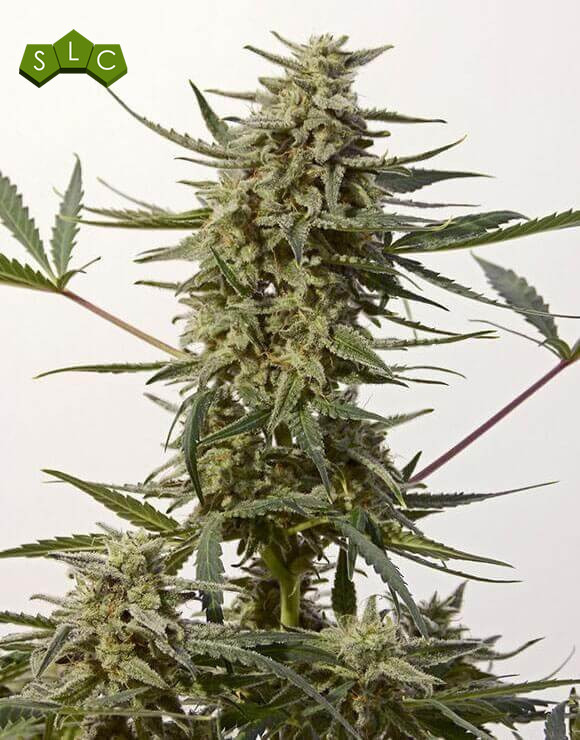 Critical 47 Express