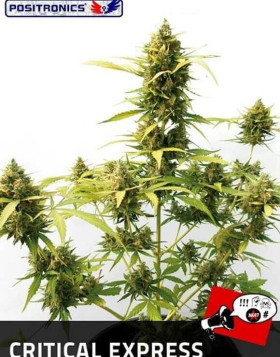 C. Express Autofloreciente