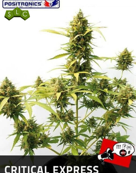 C. Express Autofloreciente