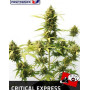 C. Express Autofloreciente