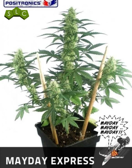 Semillas Mayday Express Autofloreciente - ENVÍOS 24/48H