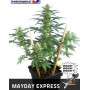Semillas Mayday Express Autofloreciente - ENVÍOS 24/48H