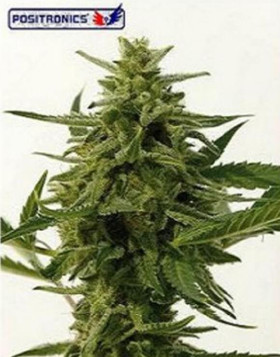 Semillas de Northern Haze Express