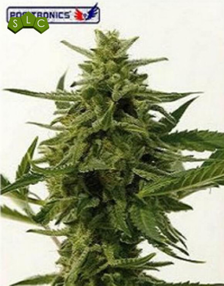 Semillas de Northern Haze Express