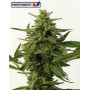 Semillas de Northern Haze Express