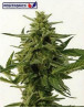 Semillas de Northern Haze Express