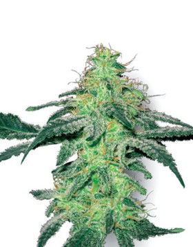 White Skunk Regular