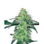 White Skunk Regular