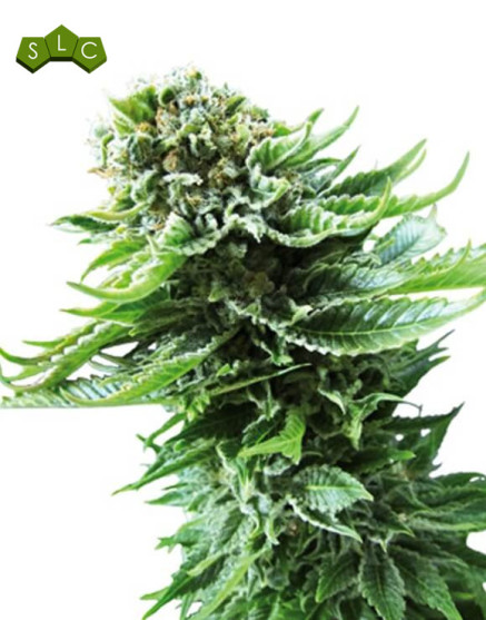 Northern Lights Sensi Seeds Autofloreciente