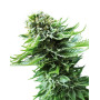 Northern Lights Sensi Seeds Autofloreciente