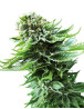 Northern Lights Sensi Seeds Autofloreciente