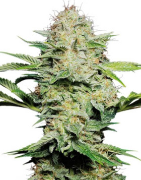Sensi Skunk Sensi Seeds Autofloreciente
