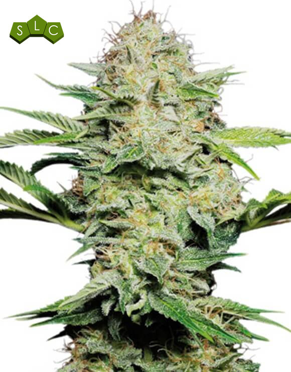 Sensi Skunk Sensi Seeds Autofloreciente