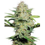 Sensi Skunk Sensi Seeds Autofloreciente