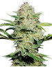 Sensi Skunk Sensi Seeds Autofloreciente