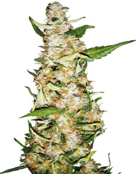 Skunk 1 Sensi Seeds Autofloreciente