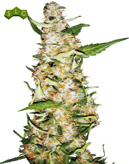 Skunk 1 Sensi Seeds Autofloreciente