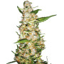 Skunk 1 Sensi Seeds Autofloreciente