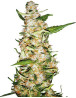 Skunk 1 Sensi Seeds Autofloreciente