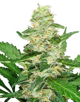 Super Skunk Sensi Seeds Autofloreciente