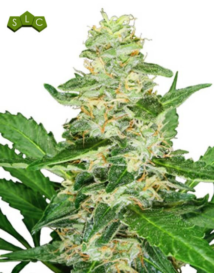 Super Skunk Sensi Seeds Autofloreciente