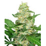 Super Skunk Sensi Seeds Autofloreciente