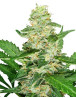Super Skunk Sensi Seeds Autofloreciente