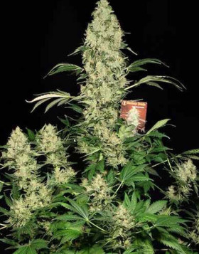 Ak-47 Regular