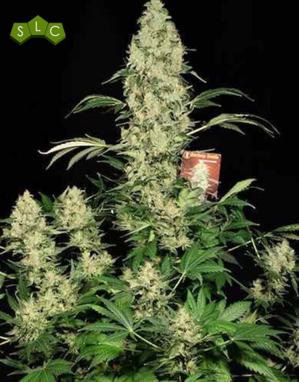 Ak-47 Regular