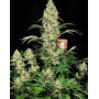 Ak-47 Regular